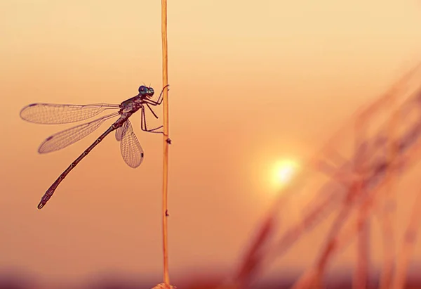 Dragonfly Zonsondergang Achtergrond Close Kijkt Camera Lens — Stockfoto