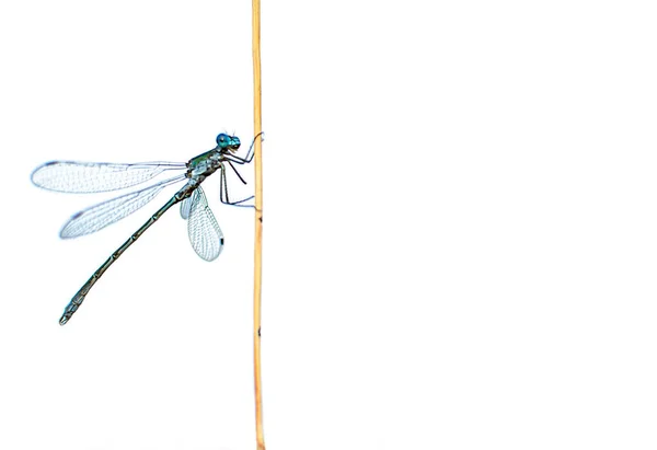 Dragonfly Білому Тлі Крупним Планом Дивиться Єктив Камери — стокове фото
