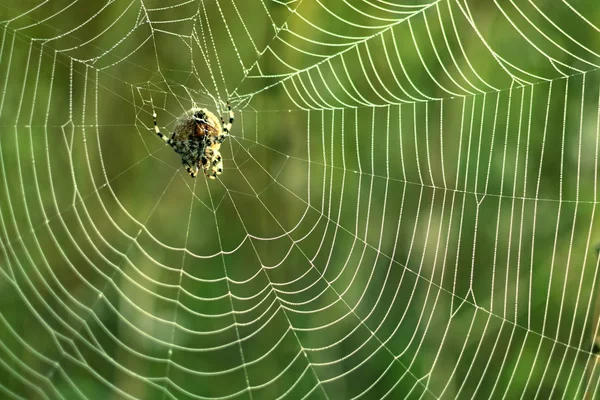 Spinnen Warten Netz Auf Beute — Stockfoto