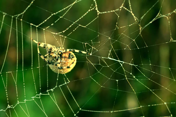 Αράχνη Στο Διαδίκτυο Περιμένοντας Θύμα — Φωτογραφία Αρχείου