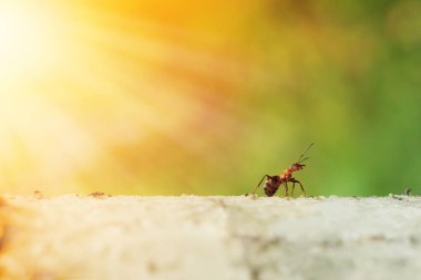 karınca kameraya bakar ve Güneş ışınları altında bir ağaç üzerinde sürünür