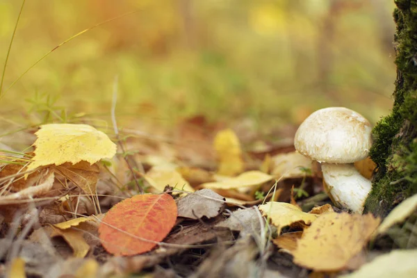 Groeiende Paddestoel Herfst Onder Bladeren Herfst — Stockfoto