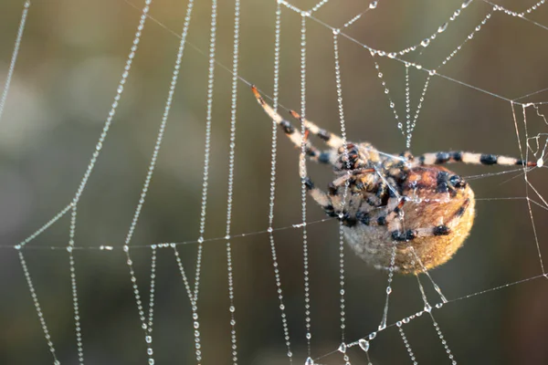 Big Spider Awaiting Prey — стоковое фото