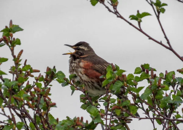 Liten Fågel Som Sjunger Grön Bänk Tre Island — Stockfoto