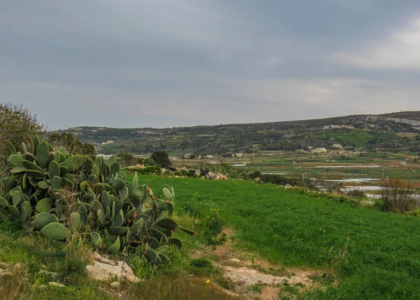 Vista Rural Campiña Maltesa Entre Xemxija Manikata Malta — Foto de Stock
