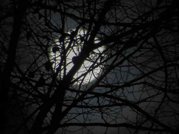 Uma Lua Cheia Brilhando Através Ramos Árvores Mortas Nuas — Fotografia de Stock