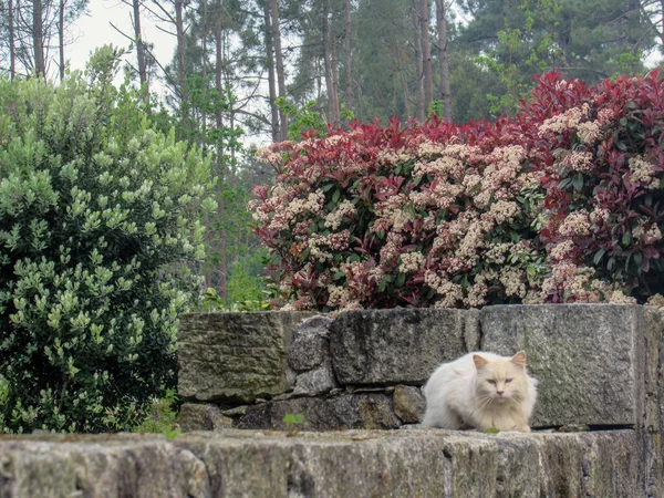 Weiße Flauschige Fellkatze Sitzt Auf Steinzaun Garten Unter Rosa Blühenden — Stockfoto