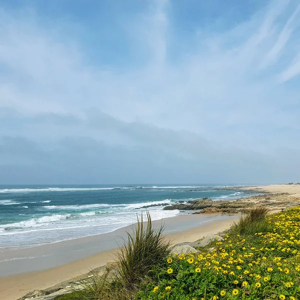 Beautiful Spring Landscape Blooming Wild Yellow Flower Carpet Atlantic Ocean — Stock Photo, Image
