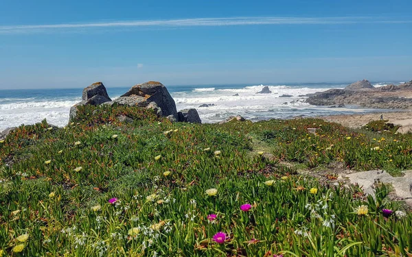 Spring Landscape Blooming Wild Pink Yellow Flowers Atlantic Ocean Coast — Stock Photo, Image