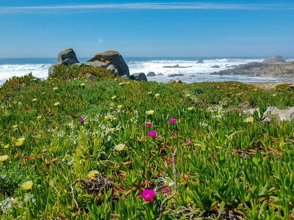 Våren Landskap Med Blommande Vilda Rosa Och Gula Blommor Atlanten — Stockfoto