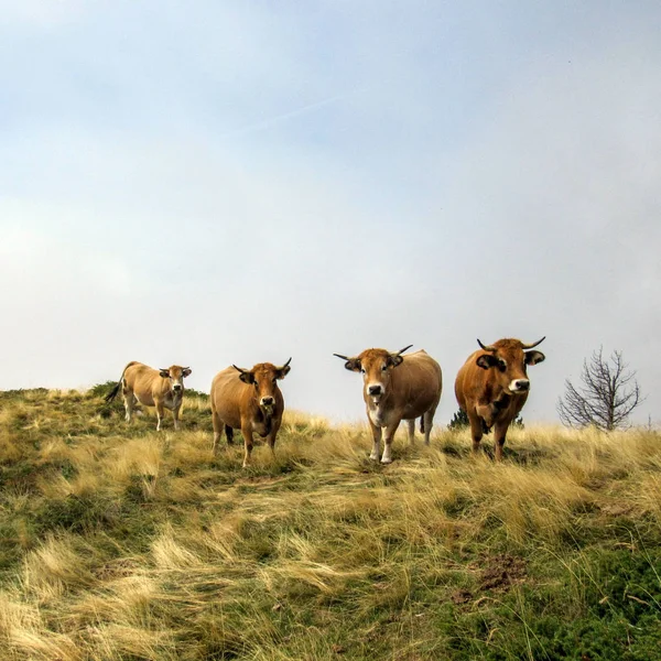 Τέσσερις Αστεία Περίεργη Αγελάδες Κοιτάζοντας Την Κάμερα Πυρηναία Νότια Γαλλία — Φωτογραφία Αρχείου