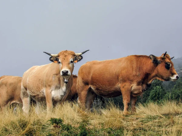 Vaca Curiosa Olhando Para Câmera Pirinéus Sul França Europa — Fotografia de Stock