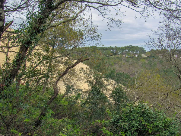 Bosque Duna Pilat Duna Arena Más Alta Europa Arcachon Bay — Foto de Stock