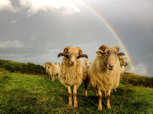 Couple Moutons Dans Champ Devant Bel Arc Ciel Camino Del — Photo