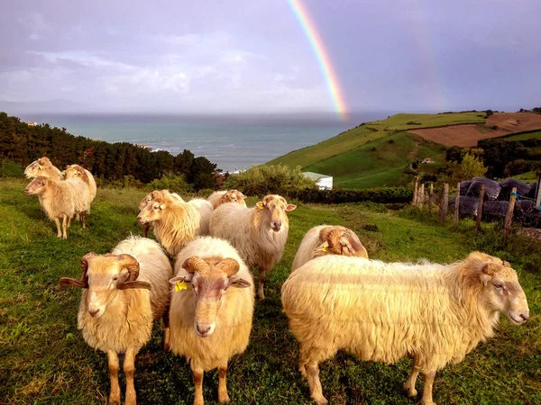 Groupe Moutons Dans Champ Près Mer Face Ciel Épique Avec — Photo