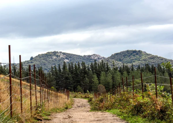 View Forest Spruces Coastal Camino Santiago Northern Saint James Way — Stock Photo, Image