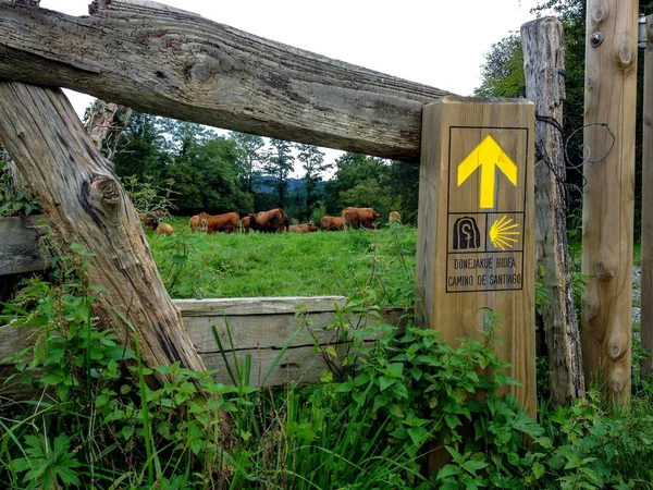 Felder Mit Kühen Die Gras Fressen Neben Einem Hölzernen Schild — Stockfoto