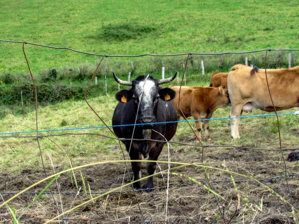 Vaca Negra Con Cuernos Campo Mirando Cámara — Foto de Stock