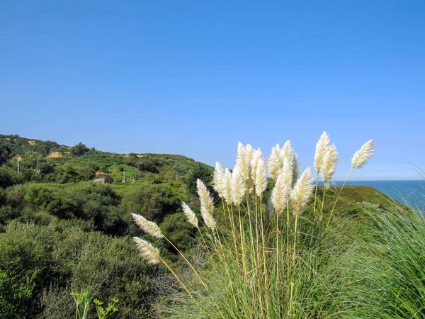 Cantabria Kıyı Camino Santiago Kuzey James Yolu Spanya Boyunca Güzel — Stok fotoğraf