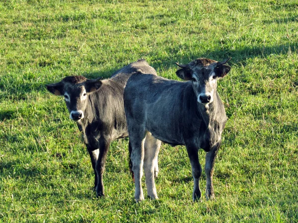 Zwei Junge Grauschwarze Kühe Beobachten Vor Kamera Spanien Europa — Stockfoto