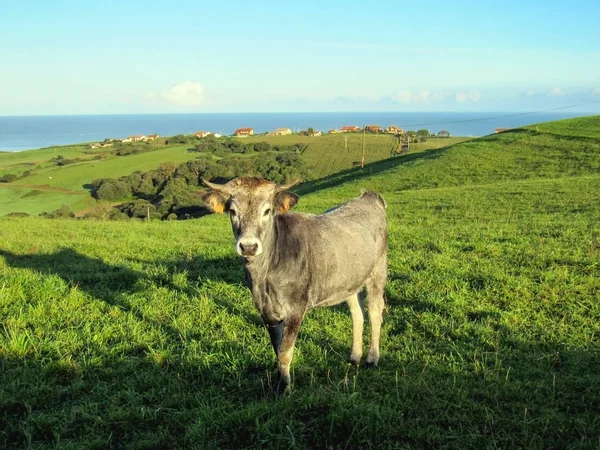 Engraçado Jovem Vaca Cinza Assistir Você Cantábria Camino Del Norte — Fotografia de Stock