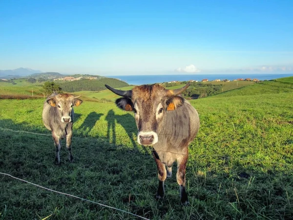 Vacas Engraçadas Assistem Uma Câmera Cantábria Rota Peregrinação Cristã Maior — Fotografia de Stock