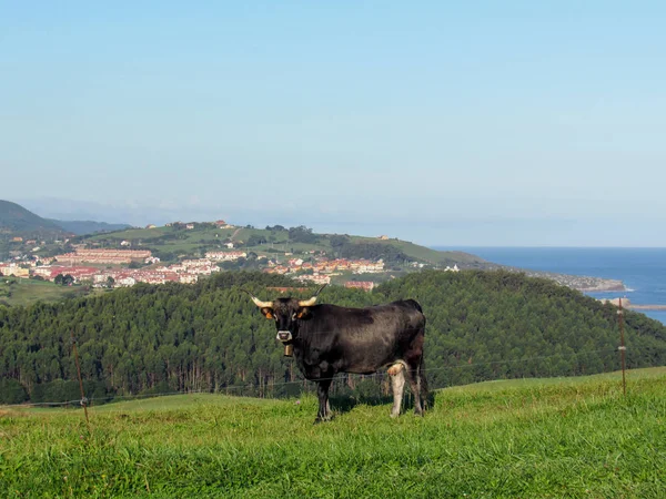 Vaca Preta Grande Olhando Para Câmera Litoral Cantábrico Cantábria Camino — Fotografia de Stock