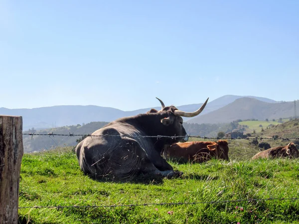 スペイン カンタブリア カミーノ ノルテ スペインのサンティアゴ巡礼の北道 ピコス エウロパ 北部のカンタブリア山脈の一部と牛の大きな — ストック写真