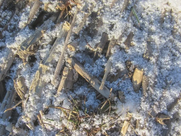 Fondo de invierno para el diseño: Hierba seca y paja cubierta con escarcha y nieve con copyspace para texto — Foto de Stock