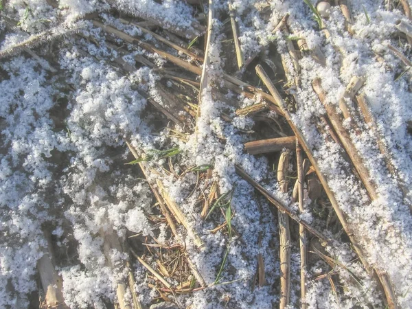 冬の背景: 古いフライ草冷ややかな雪層を有すると本文の copyspace と氷 — ストック写真