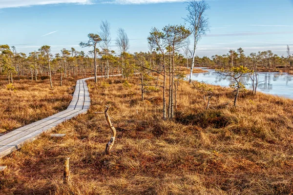 Nature landscape with icy cold marsh with frosty ground, ice on swamp lake, wooden footpath and poor bog vegetation