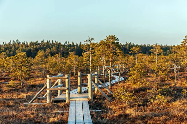 Природа Латвії, великий "Кемері" болоті: панорамний осінній пейзаж з дерев'яний шлях над болоті зі прекрасний вечір сонячного світла на Золотий час — стокове фото