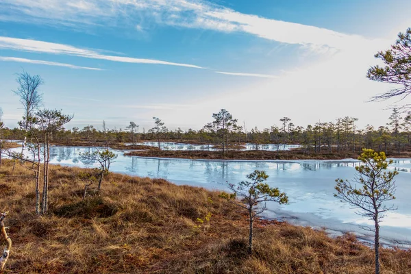 Kemeri büyük göl ve bataklık bitki örtüsü, güneşli kış günü mavi gökyüzü, Letonya, Baltık, Kuzey Avrupa ile dondurulmuş moorland bataklık — Stok fotoğraf
