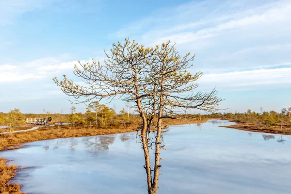 Nature landscape with icy cold marsh with frosty ground, ice on swamp lake and poor bog vegetation