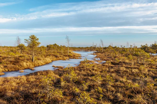 Kemeri büyük bataklığı renkli sonbahar kış turba bataklık, Letonya, Kuzey Avrupa florası ile — Stok fotoğraf