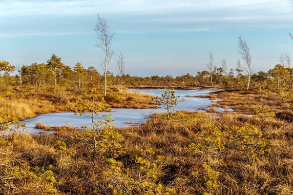Turba bataklık yatay, Kemeri büyük bataklık sulak Kemeri Milli Parkı, Letonya, Kuzey Avrupa'da sonbahar renkli florası — Stok fotoğraf