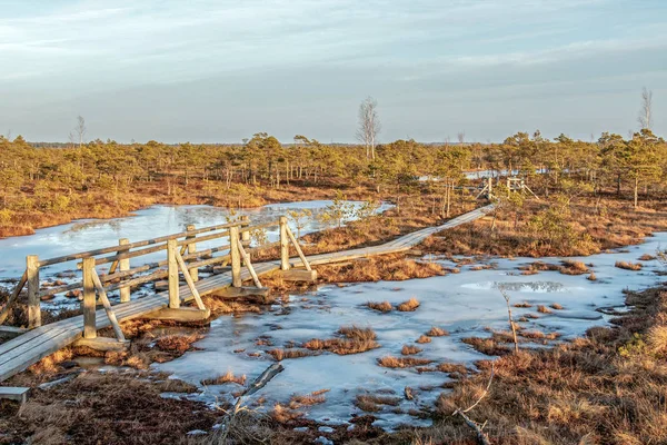 Paesaggio di Kemeri Grande palude con flora brughiera nella torbiera invernale e il suo riflesso nei laghi paludosi ghiacciati — Foto Stock