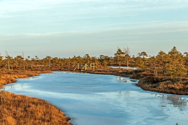 Nature landscape with icy cold marsh with frosty ground, ice on swamp lake and poor bog vegetation