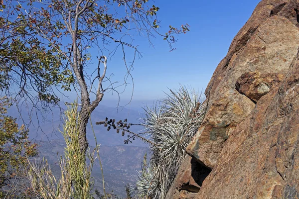 Mountain vegetation with aloe and cactus, flora of La Campana National park in central Chile, South America