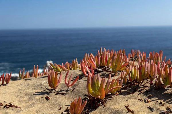 Sand dunes Concon with seaside flora: dune grass and red ice plants in autumn — Stock Photo, Image