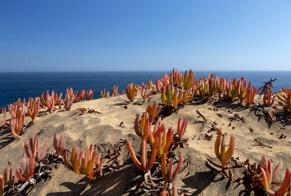 Blommor/flora vid sanddynerna: avslutande isväxter på sand dynen sluttningar — Stockfoto