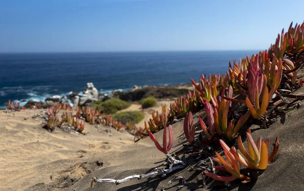 Sand dunes Concon with seaside flora: dune grass and red ice plants in autumn — Stock Photo, Image