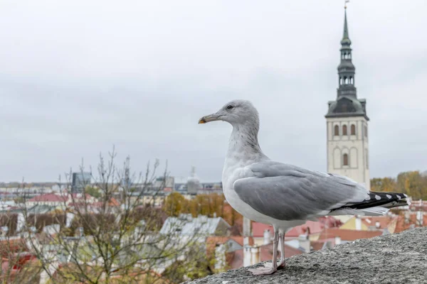 Gaviota y paisaje urbano panorámico del casco antiguo medieval de Tallin con la iglesia de San Nicolás, Estonia — Foto de Stock