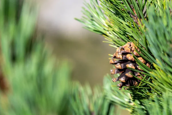 Mountain Pine Tree Close European Mediterranean Forest High Pyrenees Mountain — Stock Photo, Image