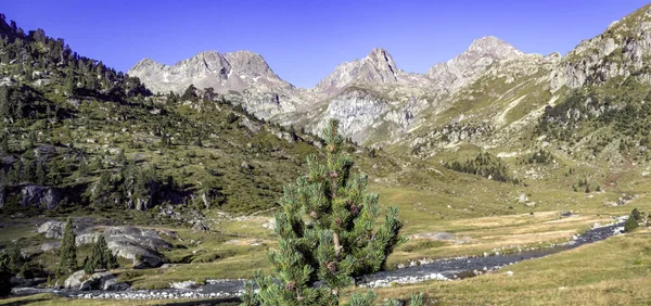 Pinheiro Montanha Perto Floresta Mediterrânea Europeia High Pyrenees Gama Montanhas — Fotografia de Stock