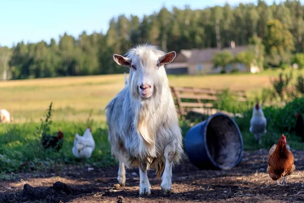 Hornless Chèvre Blanche Mâle Dans Ferme Animaux Domestiques Regardant Caméra — Photo