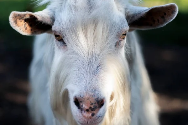 Portrait Curious Hornless White Goat Male Domestic Animal Farm — Stock Photo, Image