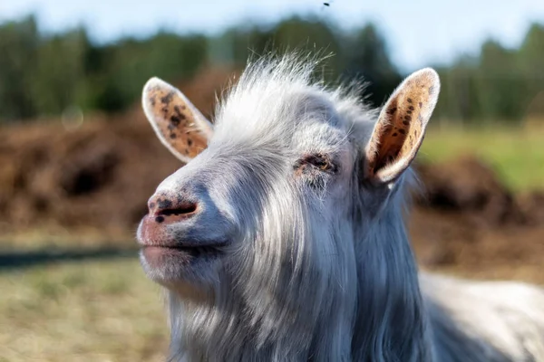 Hornless Chèvre Blanche Mâle Rêvant Espérant Dans Ferme Animaux Domestiques — Photo