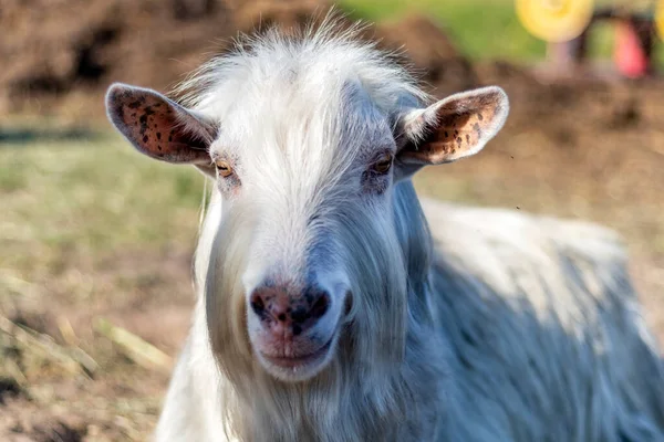 Hornless White Goat Male Domestic Animal Farm Evening Sunlight — Stock Photo, Image