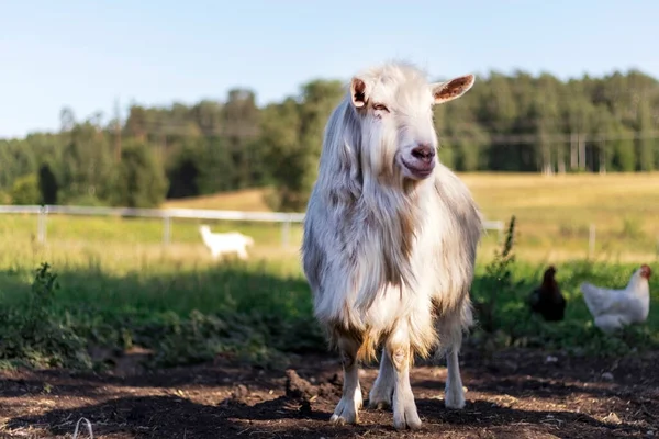 Hornless Chèvre Blanche Mâle Dans Ferme Animaux Domestiques Soleil Soir — Photo